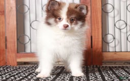Pomeranian dogs for sale: Boris - Image 2