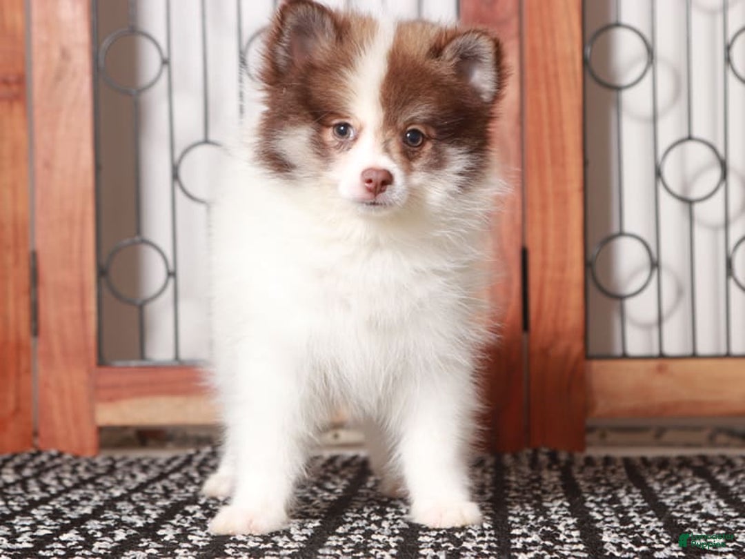 Pomeranian dogs for sale: Boris - Image 2