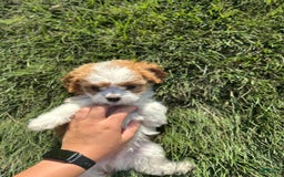 Cavachon dogs for sale: Paws - Image 8