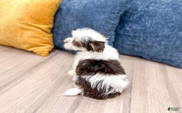 Havanese dogs for sale: Buddy - Image 3