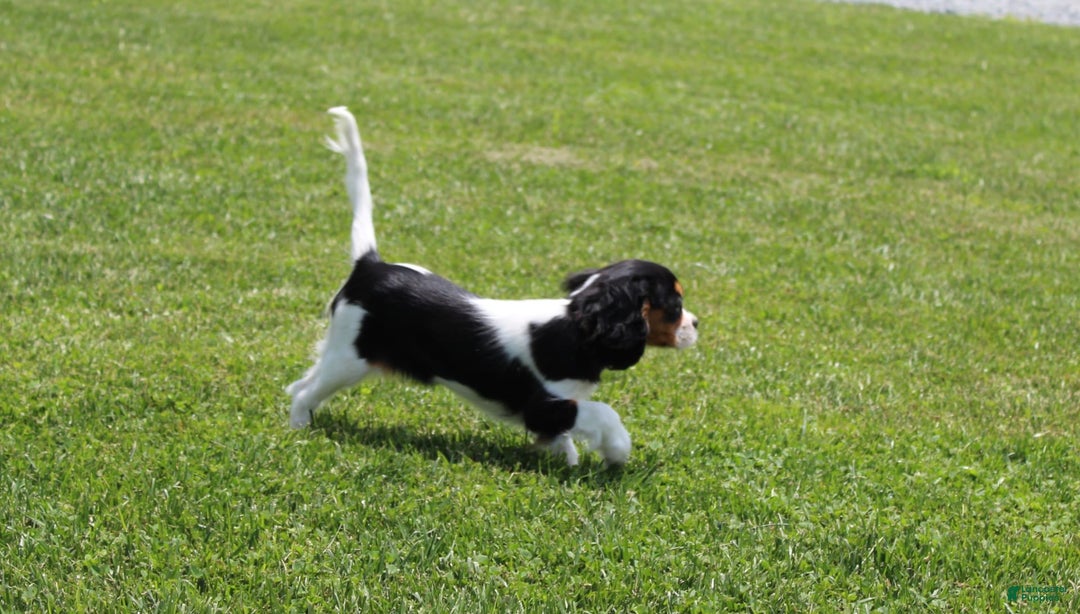 Cavalier King Charles Spaniel dogs for sale: Missy - Image 4