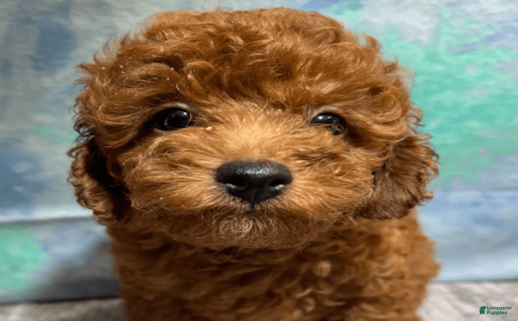 Toy Poodle dogs for sale - Ad 1