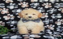 Miniature Poodle dogs for sale: Brock - Image 7