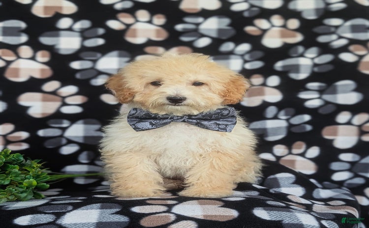 Miniature Poodle dogs for sale - Ad 1