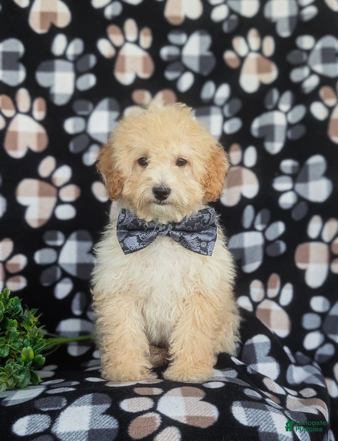 Miniature Poodle dogs for sale: Brock - Image 7
