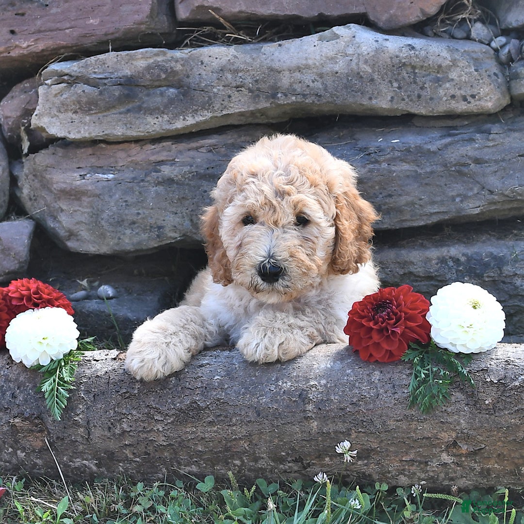 Mini Goldendoodle dogs for sale: Zeke - Image 3