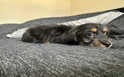 Miniature Dachshund dogs for sale: Millie - Image 2