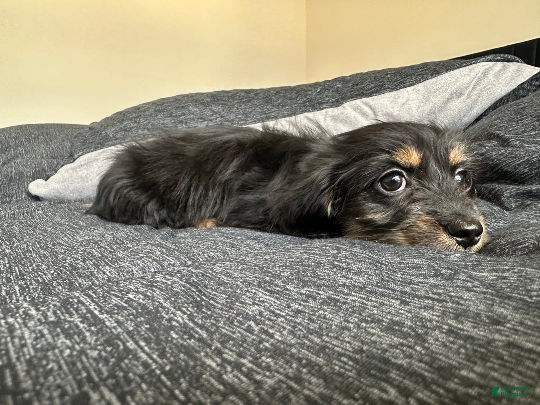 Miniature Dachshund dogs for sale: Millie - Image 2