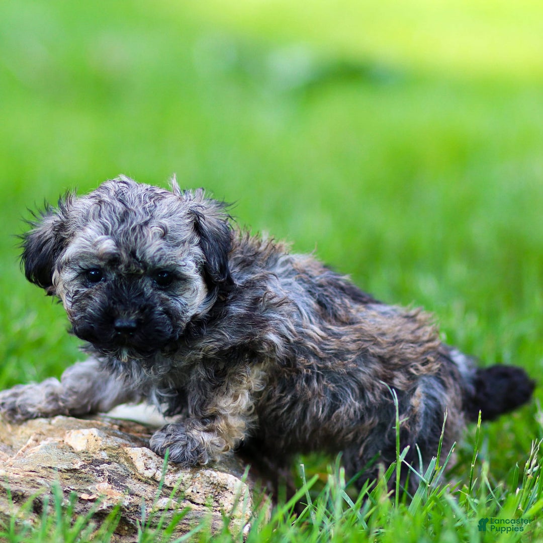 Miniature Poodle dogs for sale: Tori - Image 4