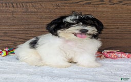 Teddy Bear dogs for sale: Bodie - Image 8