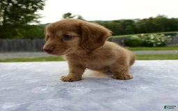 Miniature Dachshund dogs for sale: Sunny - Image 2