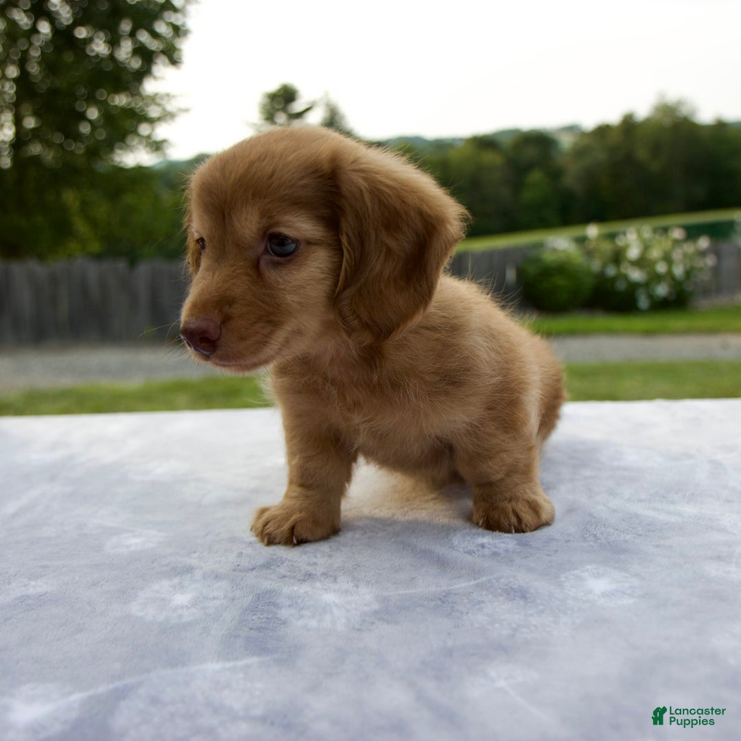 Miniature Dachshund dogs for sale: Sunny - Image 2