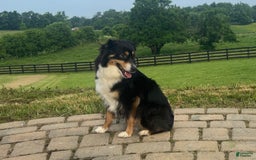 Miniature Australian Shepherd dogs for sale: Jane - Image 13