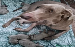 Afghan Hound dogs for sale: Afghan Hound Puppy 4 - Image 1