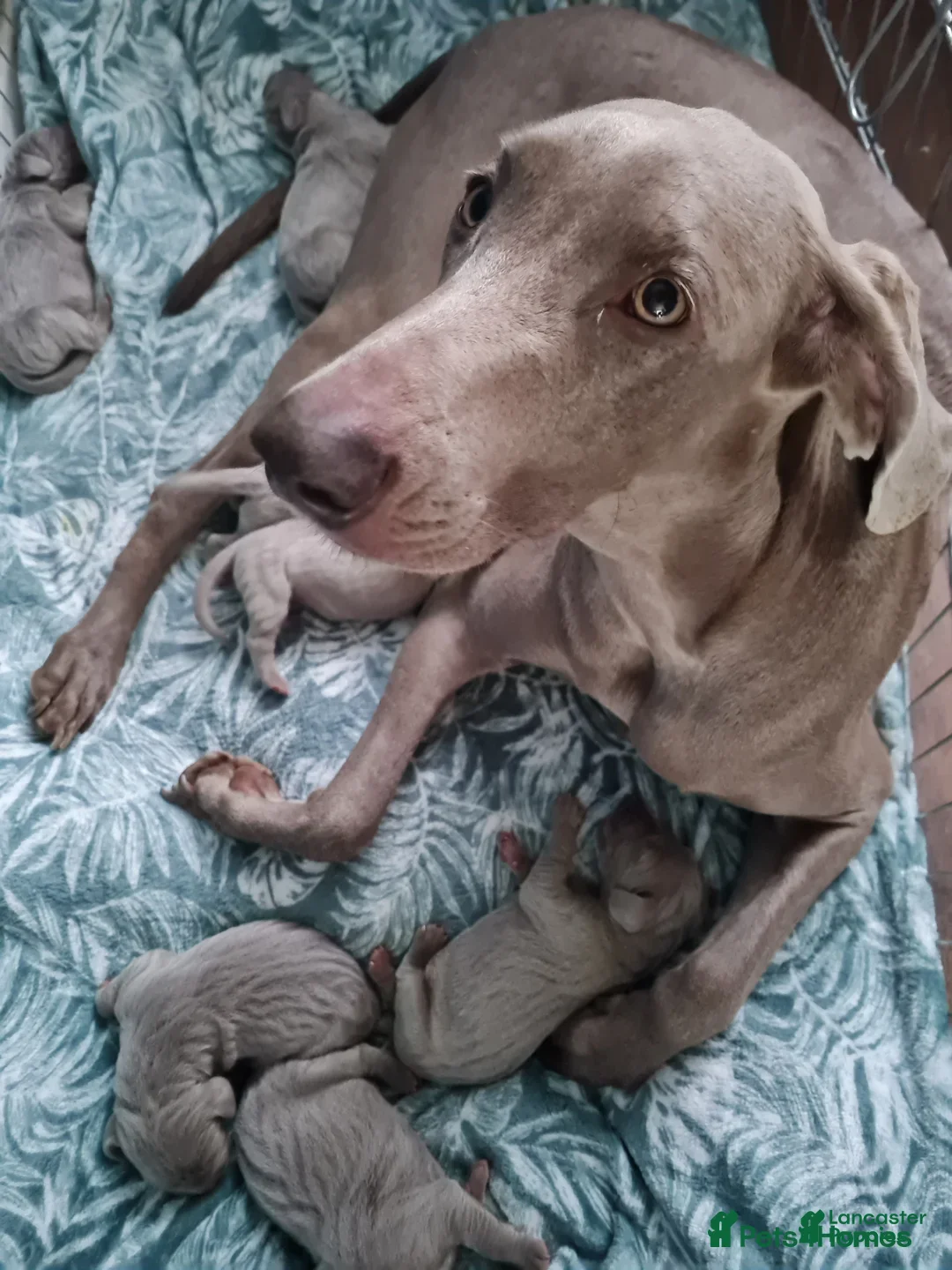 Afghan Hound dogs for sale: Afghan Hound Puppy 4 - Image 1