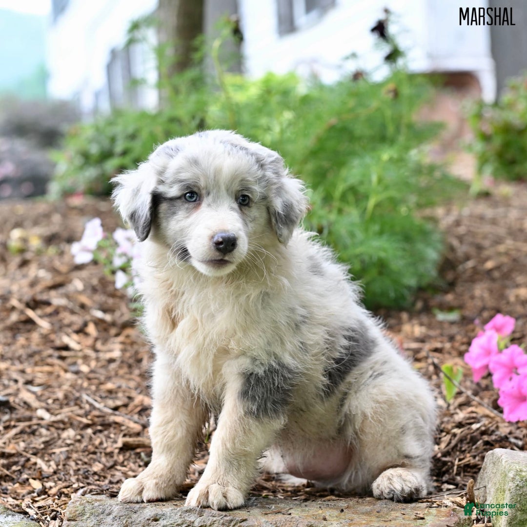 Australian Shepherd dogs for sale: Marshal - Image 1