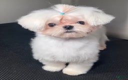 Toy Poodle dogs for sale: Tiny Denim - Image 4