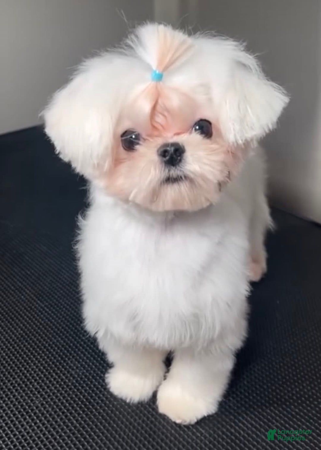 Toy Poodle dogs for sale: Tiny Denim - Image 4
