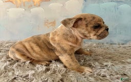 English Bulldog dogs for sale: Goro - Image 1
