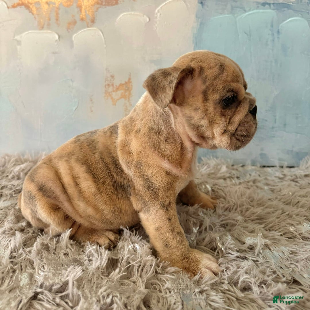 English Bulldog dogs for sale: Goro - Image 1