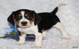 Beagle dogs for sale: Wiggles - Image 3