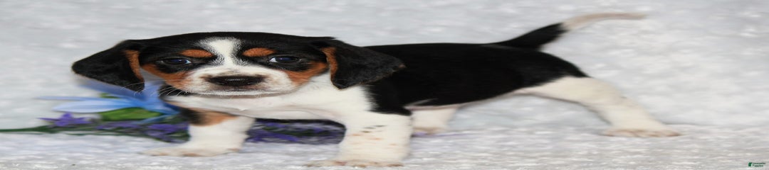 Wiggles