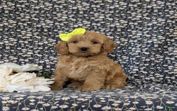 Cockapoo dogs for sale: Elaina - Image 4