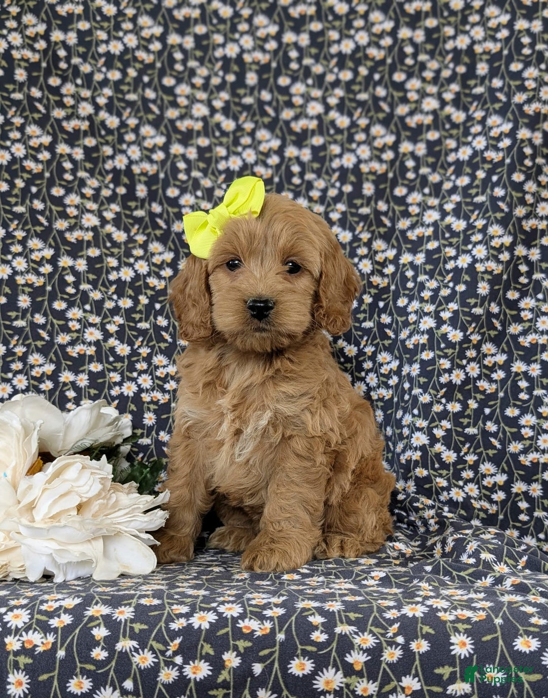 Cockapoo dogs for sale: Elaina - Image 4