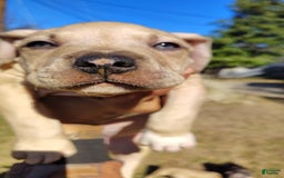 American Bully dogs for sale: Sagittarius - Image 4