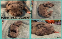 Great Dane dogs for sale: Baby Boy Black - Image 1