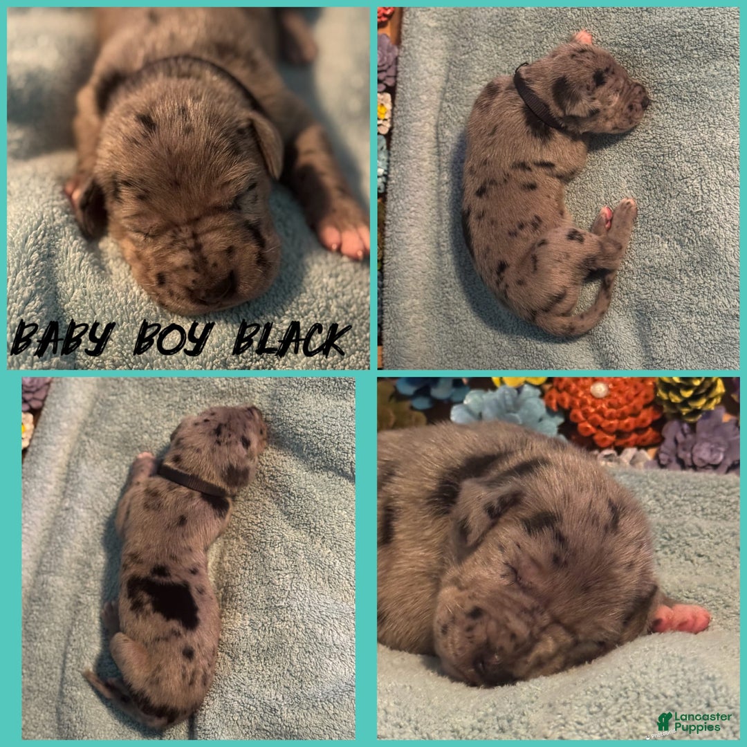 Great Dane dogs for sale: Baby Boy Black - Image 1