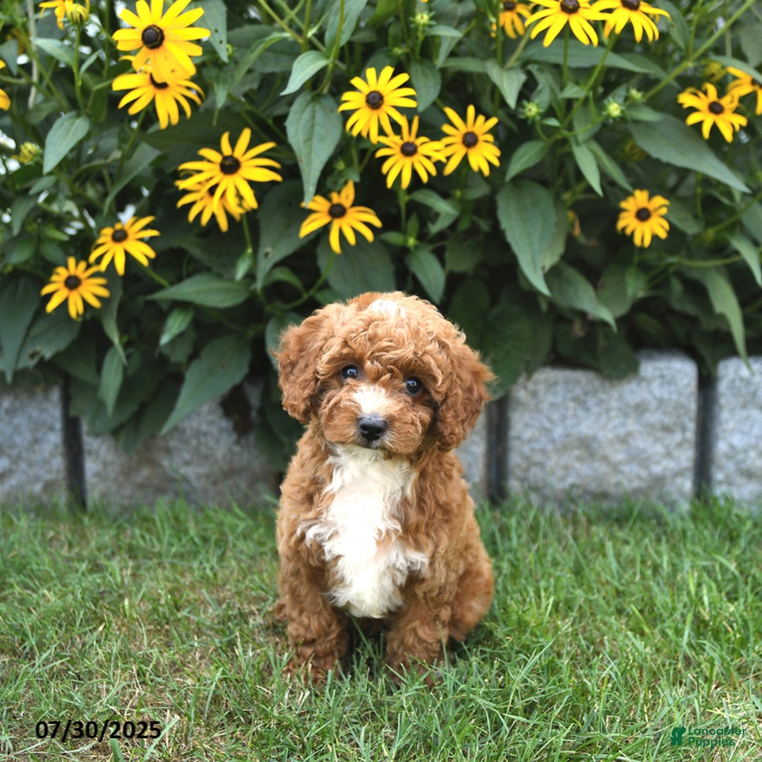 Cavapoo dogs for sale: Blossom - Image 1