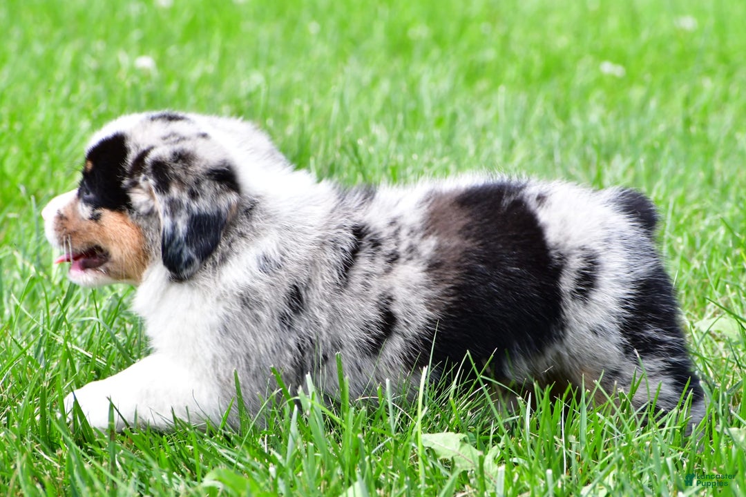 Australian Shepherd dogs for sale: Charlie - Image 11