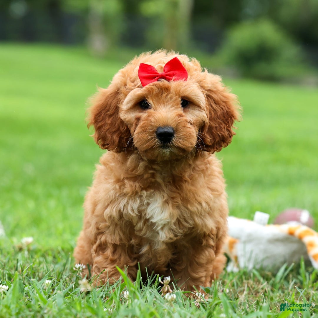 Goldendoodle dogs for sale: Brooklyn - Image 1