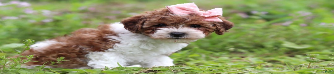 Roxy