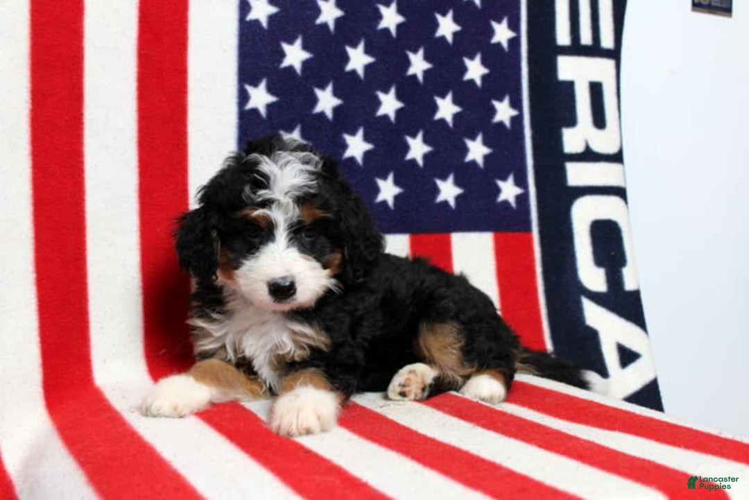 Mini Bernedoodle dogs for sale: Wolly - Image 3