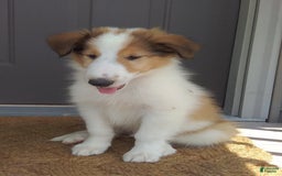 Collie dogs for sale: Bandit - Image 4