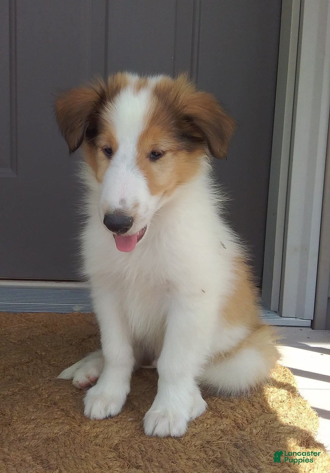 Collie dogs for sale: Bandit - Image 4