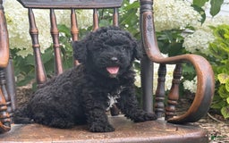 Goldendoodle dogs for sale: Babbles - Image 7