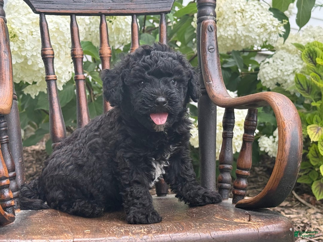 Goldendoodle dogs for sale: Babbles - Image 7