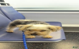 Yorkshire Terrier dogs for sale: Pepper - Image 3