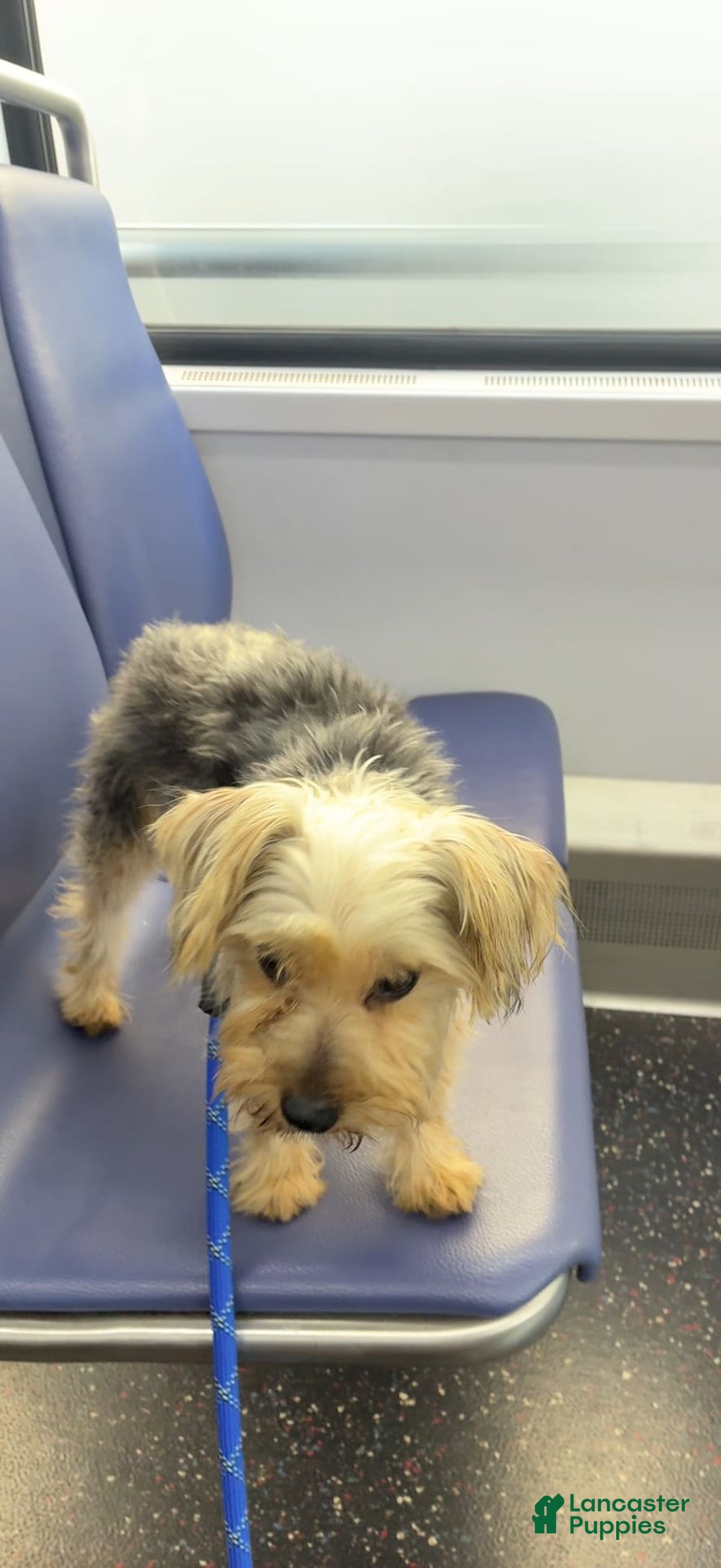 Yorkshire Terrier dogs for sale: Pepper - Image 3