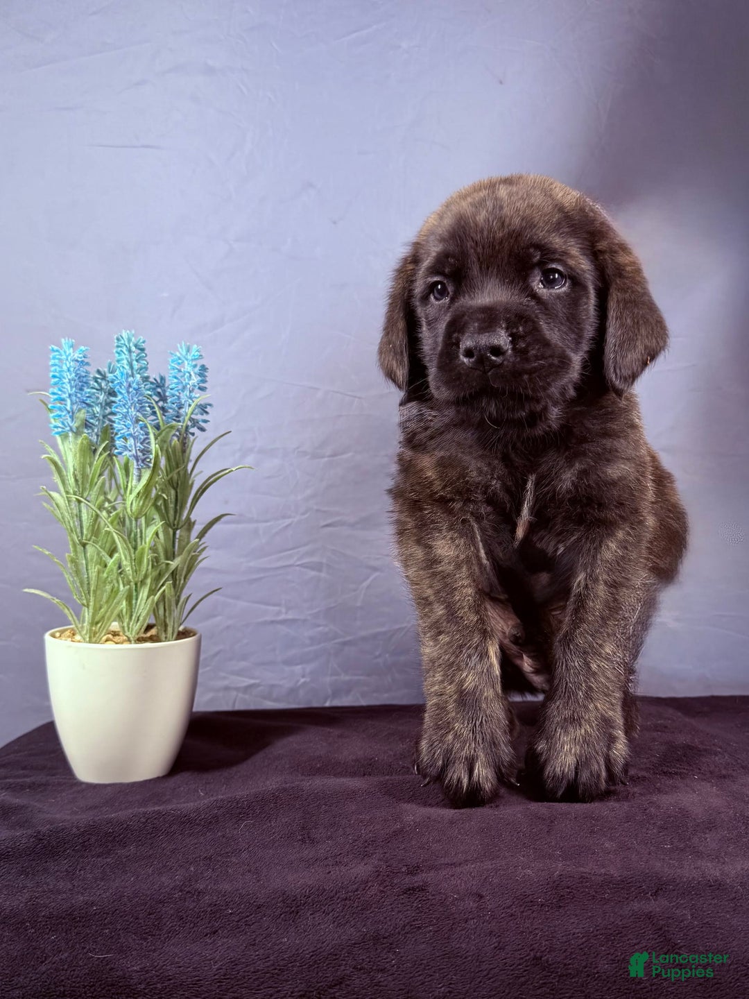 English Mastiff dogs for sale: Angel - Image 2