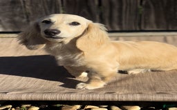 Miniature Dachshund dogs for sale: Glaze - Image 6
