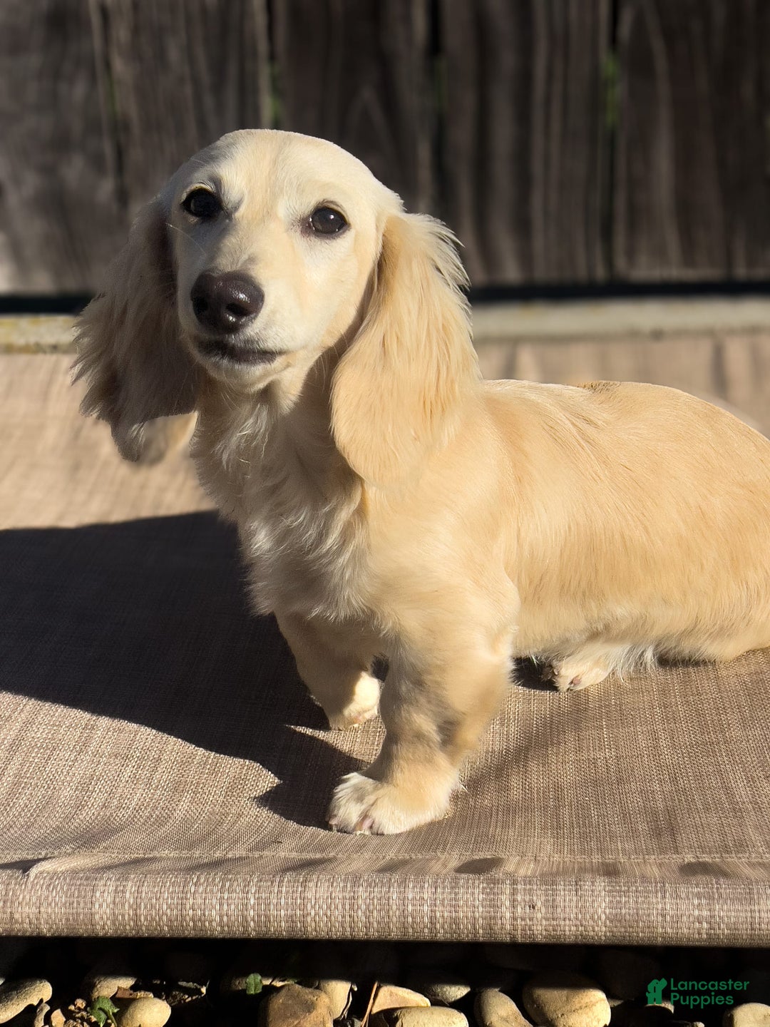 Miniature Dachshund dogs for sale: Glaze - Image 6