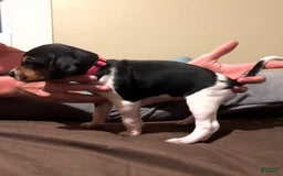 Walker Hound dogs for sale: Pink - Image 1