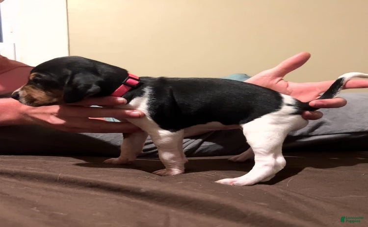 Walker Hound dogs for sale - Ad 4