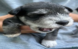 Miniature Schnauzer dogs for sale: Cooper - Image 4