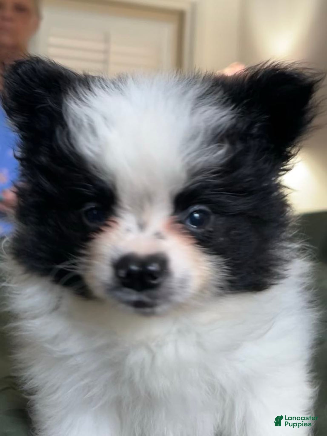 Pomeranian dogs for sale: Lexi Black - Image 15