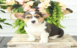 Welsh Corgi Pembroke dogs for sale: Polly - Image 5